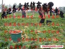 草莓大姜草莓苗選購指南 價(jià)格、廠家與圖片信息詳解