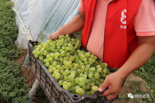 電商助力食用油銷售，破解農(nóng)產(chǎn)品滯銷難題